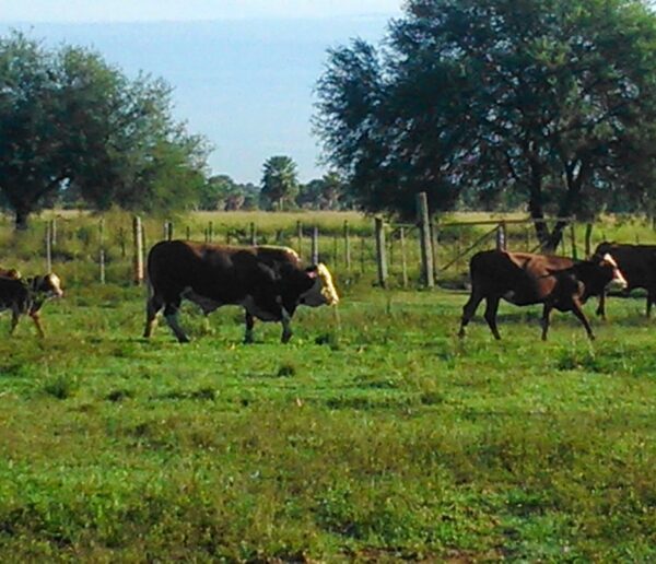 CAMPO GANADERO 2000 HAS A 100 KM DE CAPITAL FORMOSA